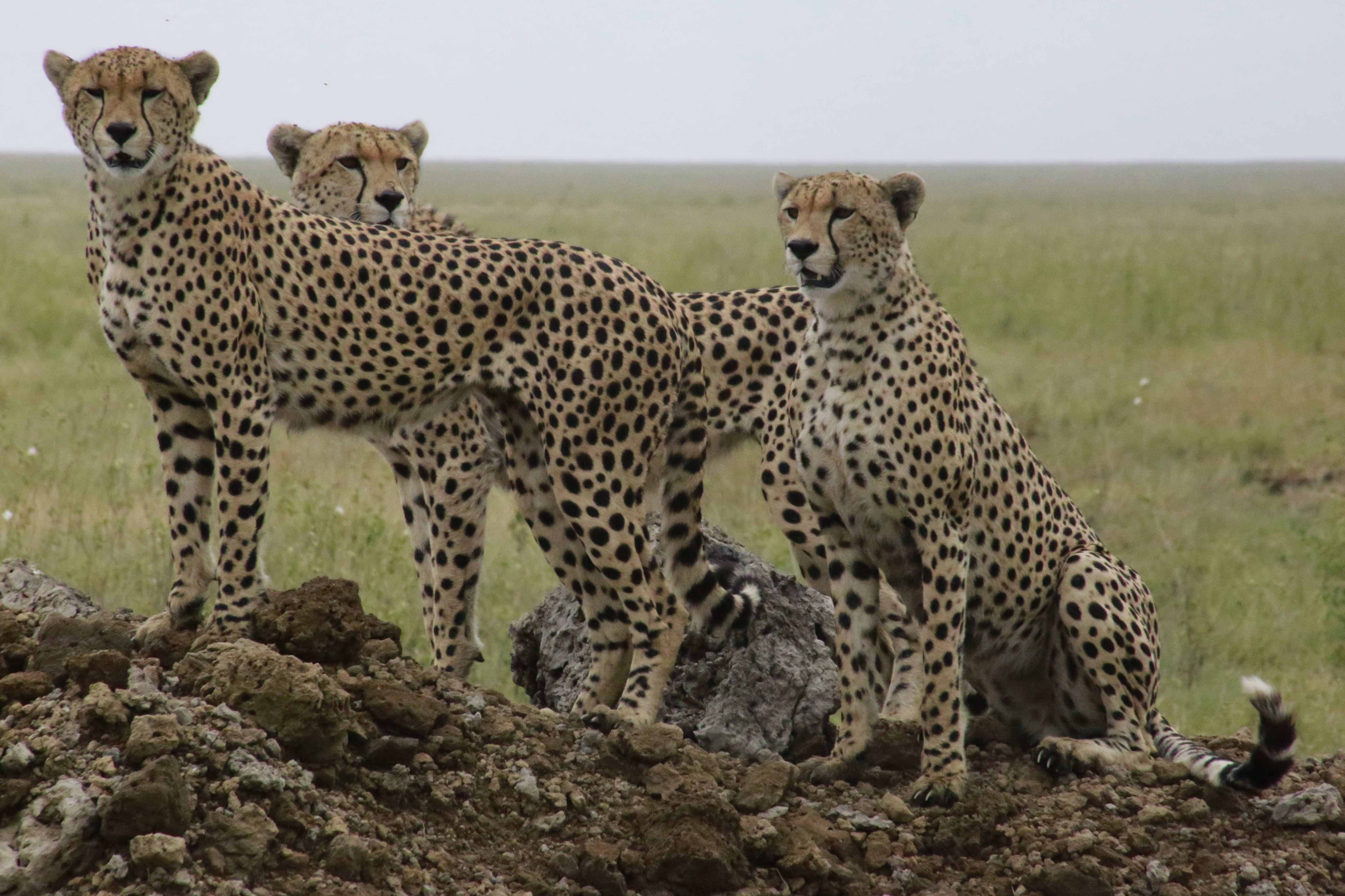 Camouflage, une exposition photographique