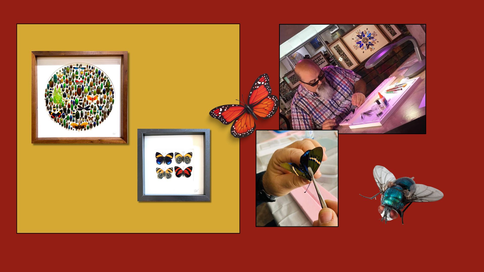 Initiation à l&#8217;art du montage d&#8217;insectes