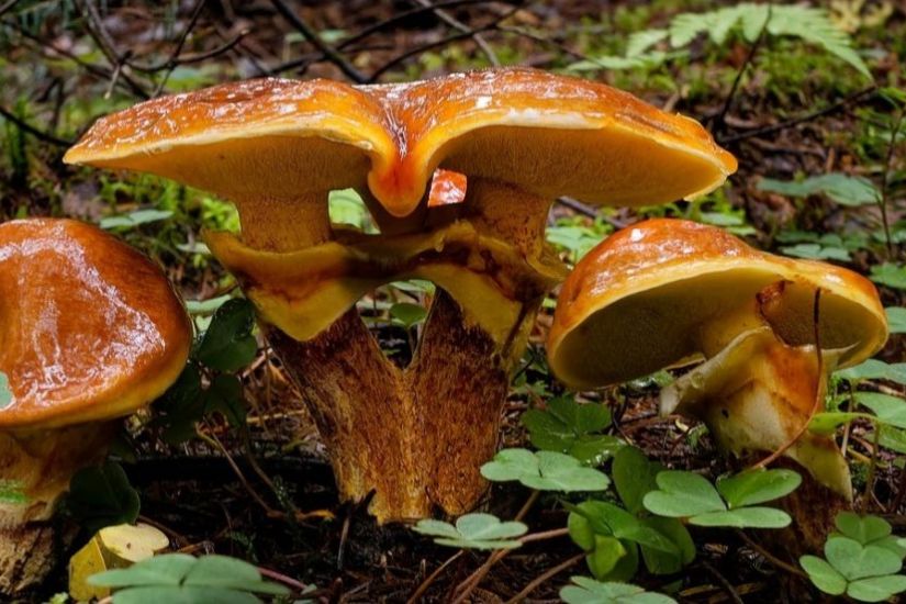 Projection de «Forestible» avec le réalisateur Dany Janvier