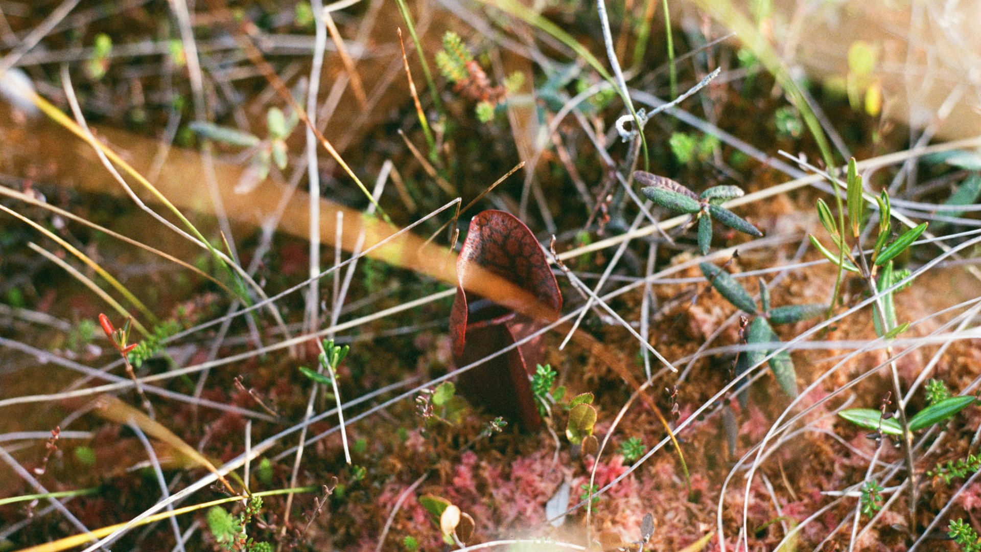 Corps saumâtres de Maria Simmons