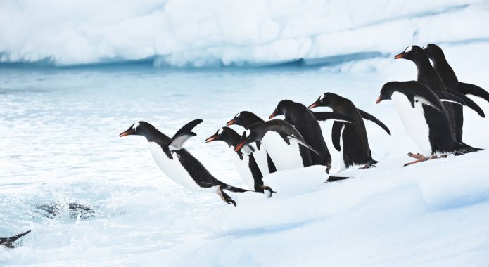 Les aventuriers voyageurs | Antarctique – aux confins du monde